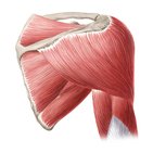 Muscles of the arm and shoulder