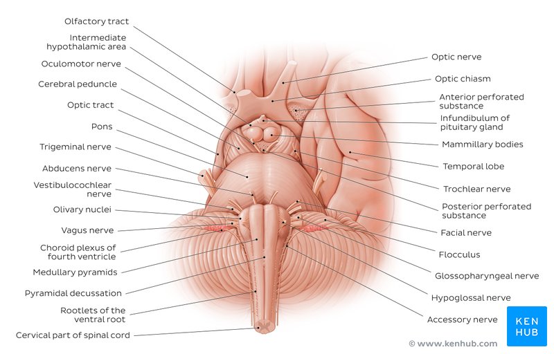 Cerebellum And Brainstem Anatomy And Functions Kenhub