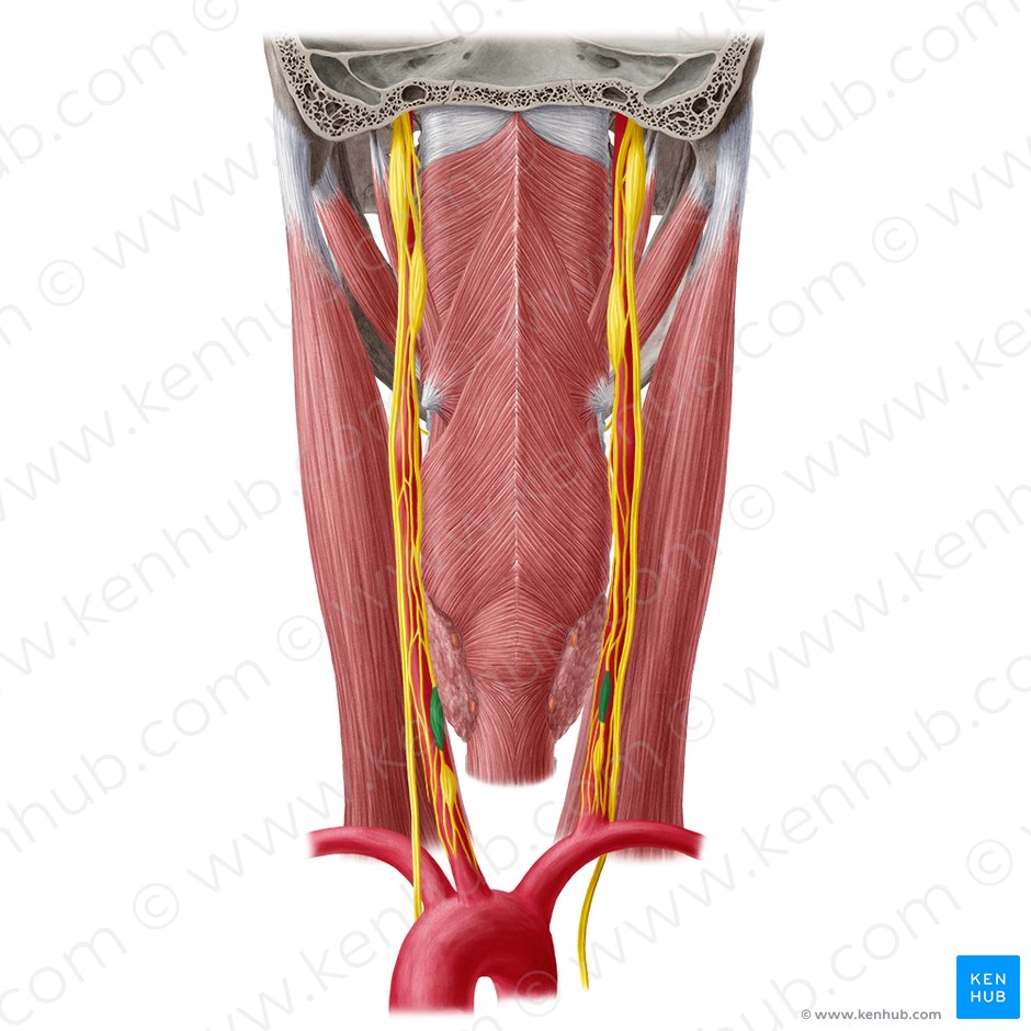 Ganglion cervicale medium (Mittleres Halsganglion); Bild: Yousun Koh
