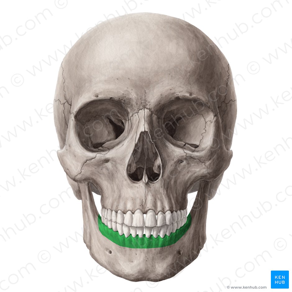 Alveolar process of mandible (Processus alveolaris mandibulae); Image: Yousun Koh