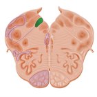 Medulla oblongata: Tracts and nuclei