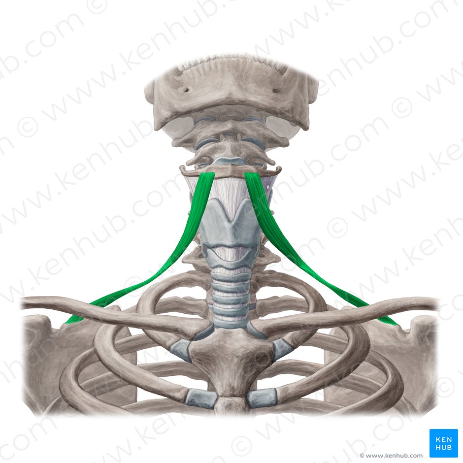 Omohyoid muscle (Musculus omohyoideus); Image: Yousun Koh