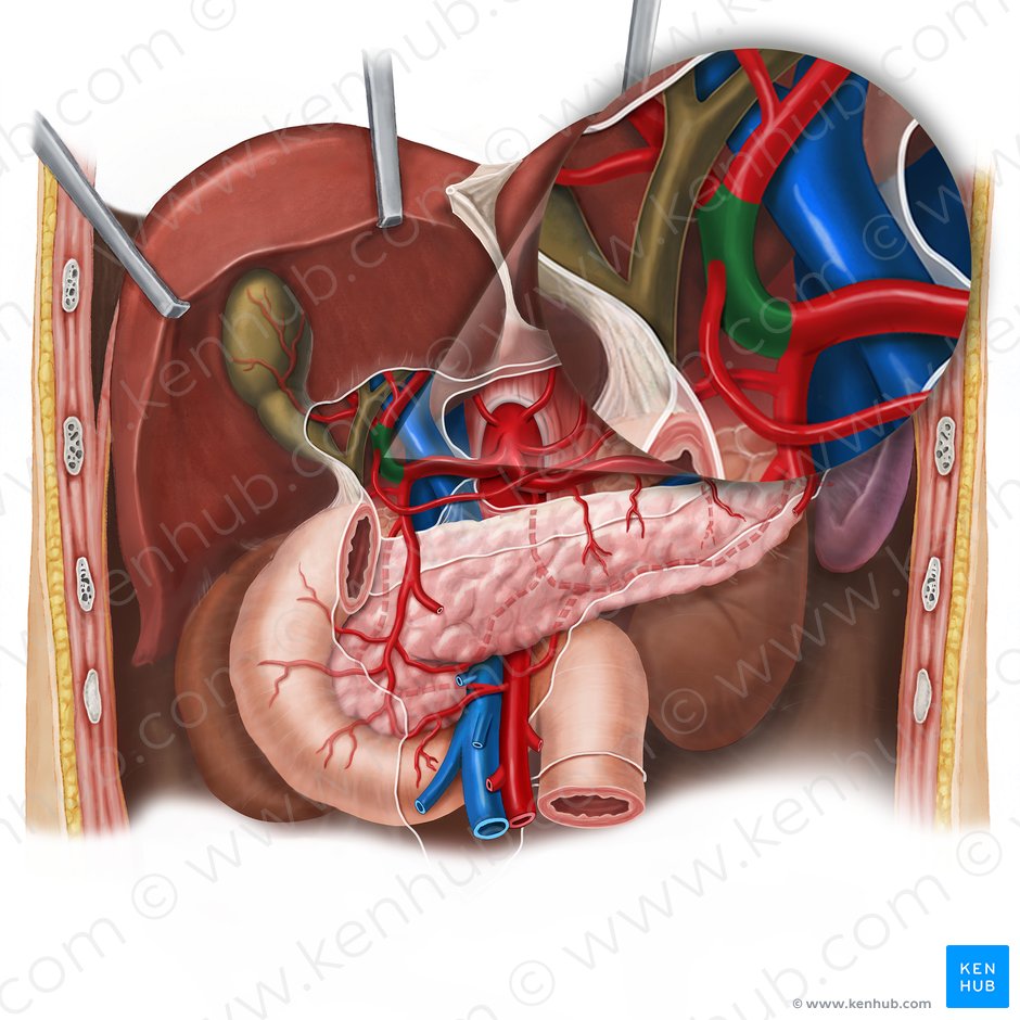 Arteria hepática propia (Arteria hepatica propria); Imagen: Esther Gollan