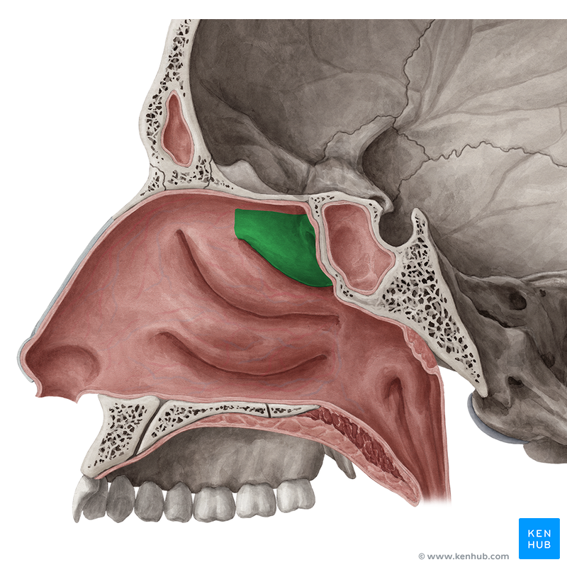 Superior nasal concha (Concha nasalis superior) | Kenhub