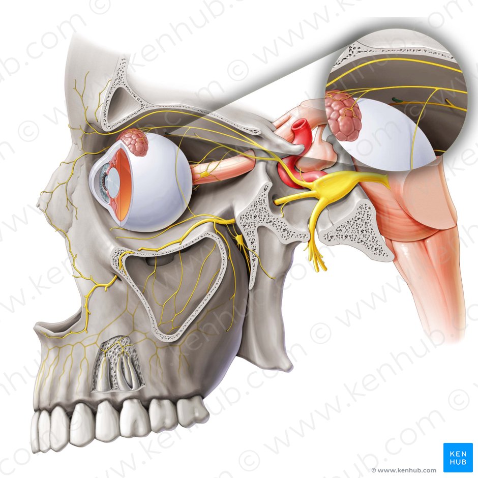 Nervio etmoidal anterior (Nervus ethmoidalis anterior); Imagen: Paul Kim