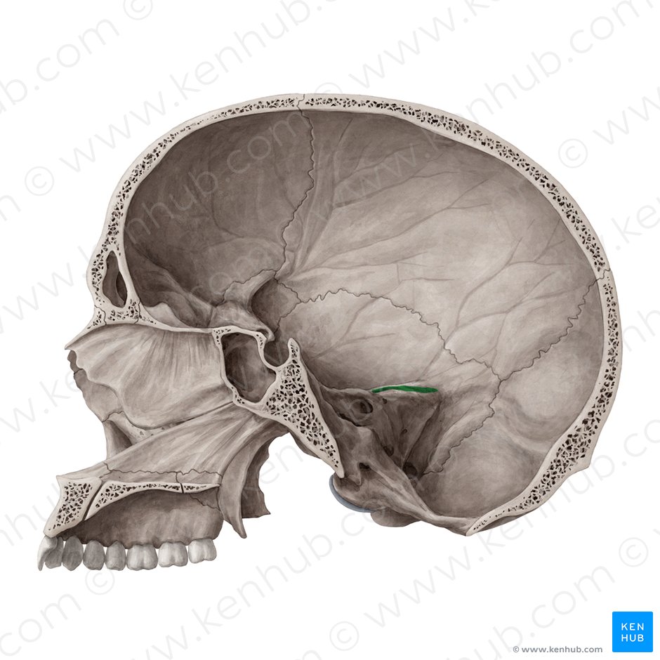 Groove for superior petrosal sinus of temporal bone (Sulcus sinus petrosi superioris ossis temporalis); Image: Yousun Koh