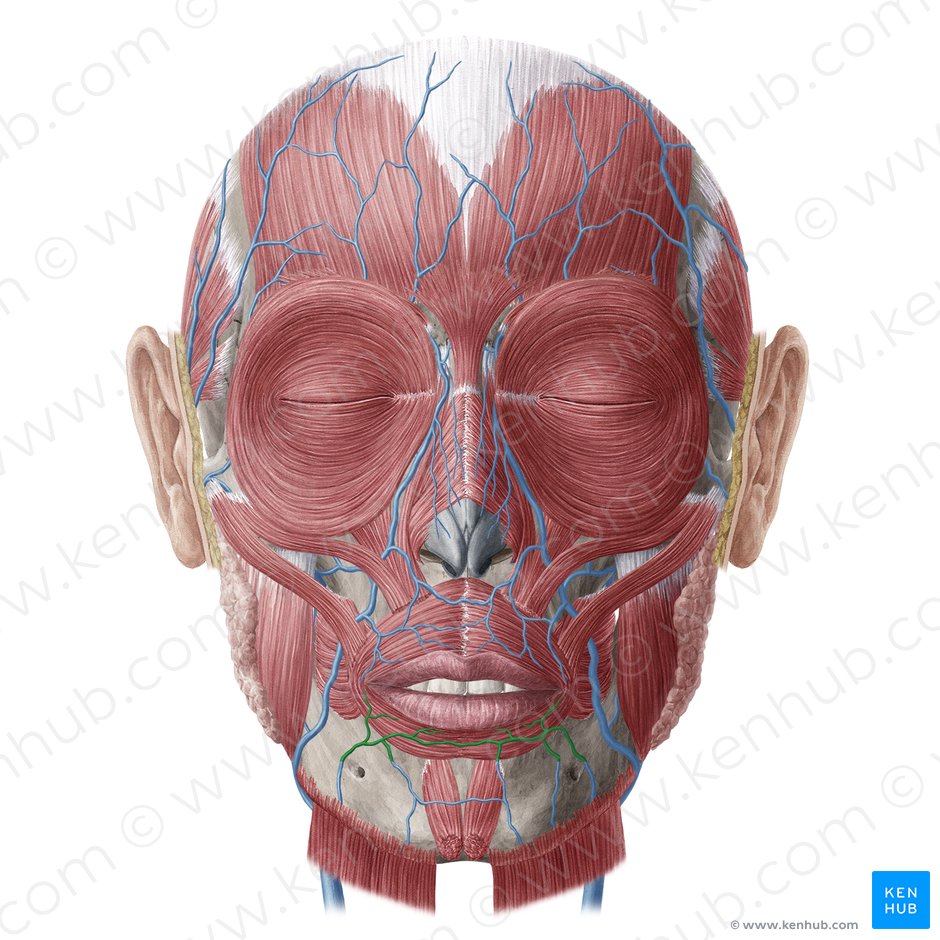 Inferior labial vein (Vena labialis inferior); Image: Yousun Koh