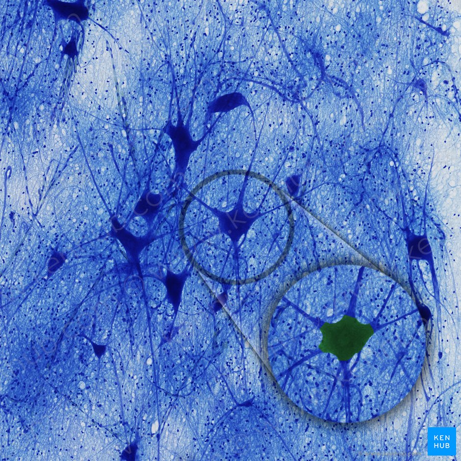 Nerve cell body (Soma); Image: 