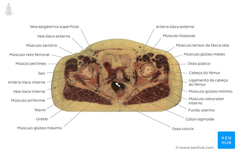 Corte transversal da pelve feminina através da extremidade distal do cóccix - Diagrama 