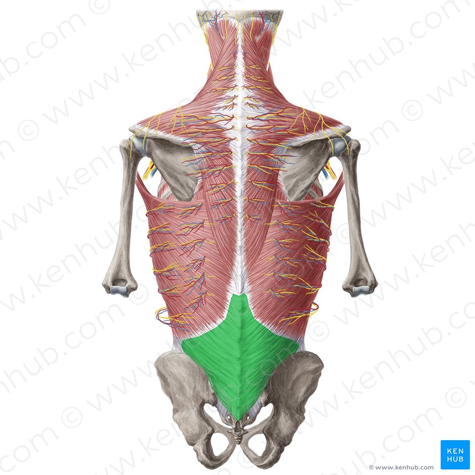 Thoracolumbar fascia (Fascia thoracolumbalis); Image: Yousun Koh