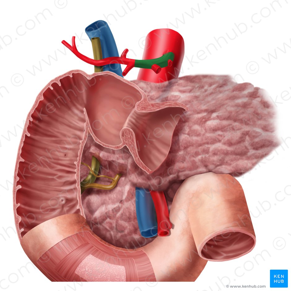 Common hepatic artery (Arteria hepatica communis); Image: Begoña Rodriguez