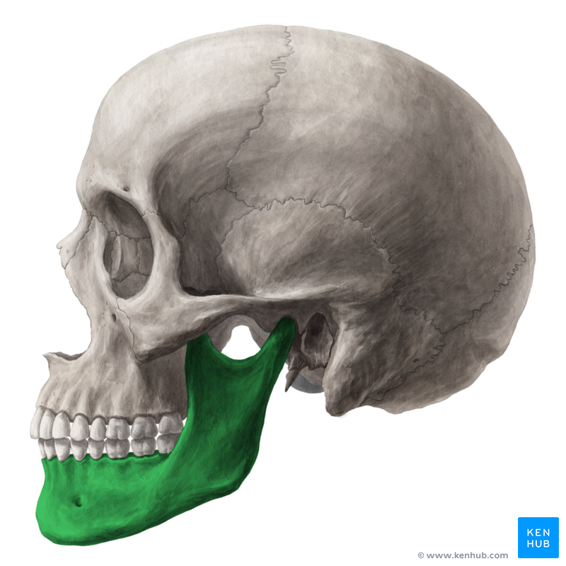 Skull Anatomy - Anterior and Lateral Views of the Skull | Kenhub
