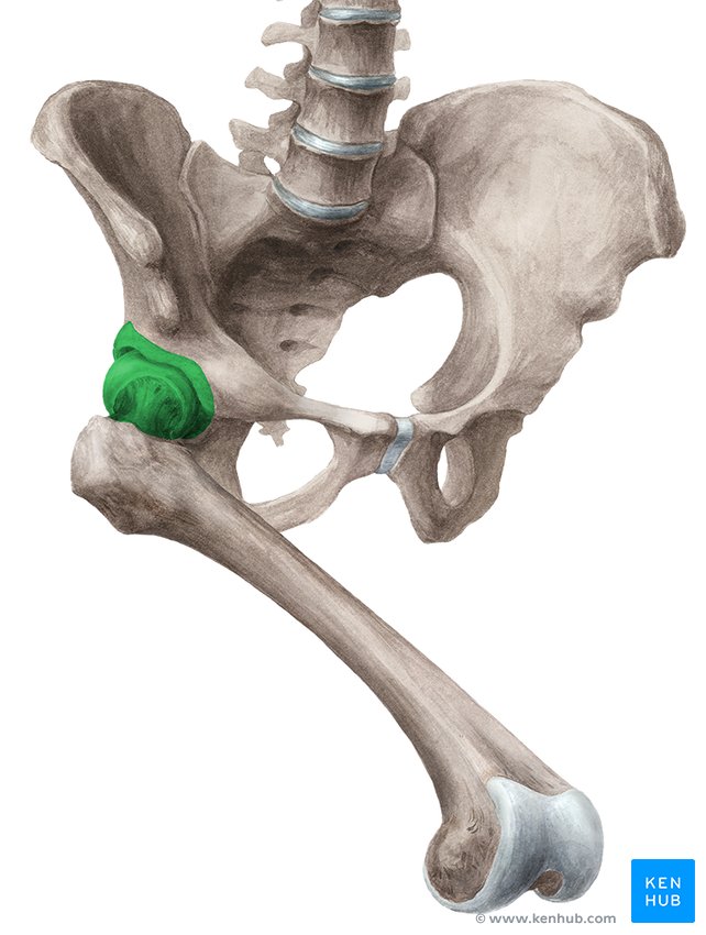 Hip Joint Location
