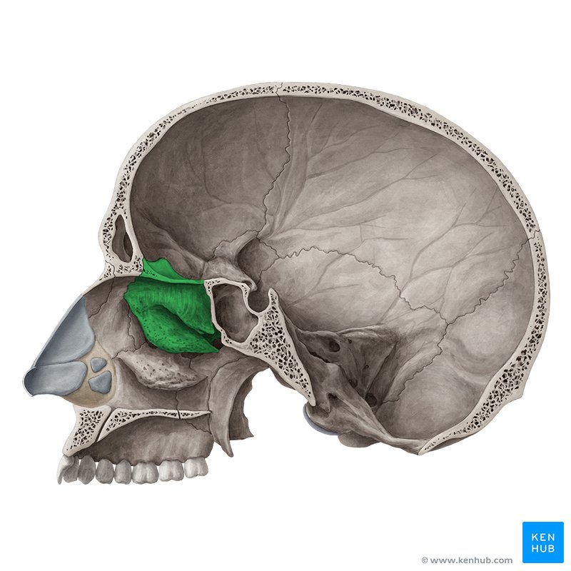 Bones of the head: Skull anatomy | Kenhub
