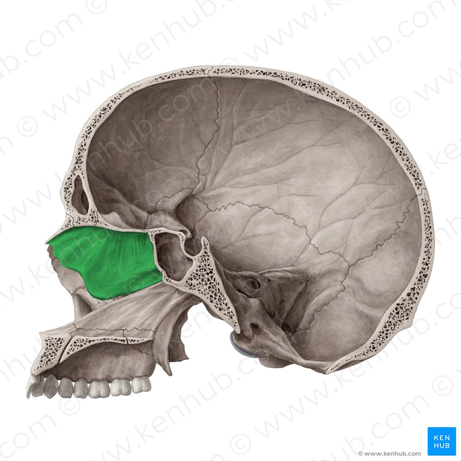 Lamina perpendicularis ossis ethmoidalis (Vertikale Platte des Siebbeins); Bild: Yousun Koh