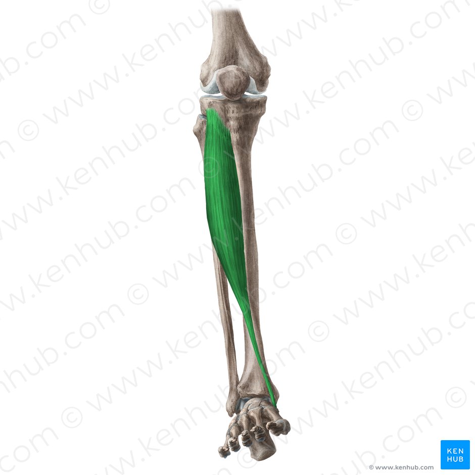 Musculus tibialis anterior (Vorderer Schienbeinmuskel); Bild: Liene Znotina