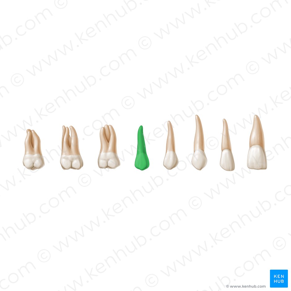 2nd premolar tooth (Dentis premolaris 2); Image: Paul Kim