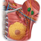Thoracic and mediastinal lymph nodes and lymphatics