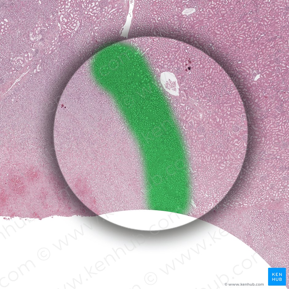 Outer stripe of outer medulla (Stria externa medullae externae); Image: 