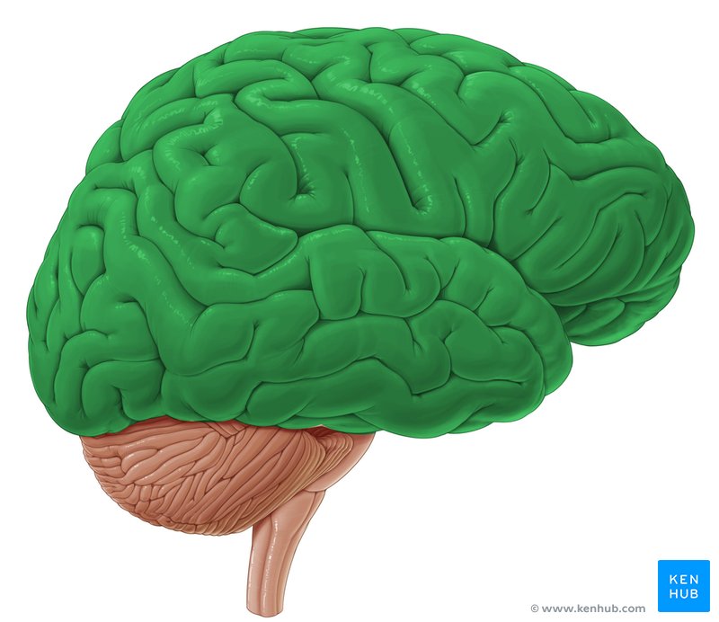 Lobes of the brain: Anatomy, functions and clinical facts | Kenhub
