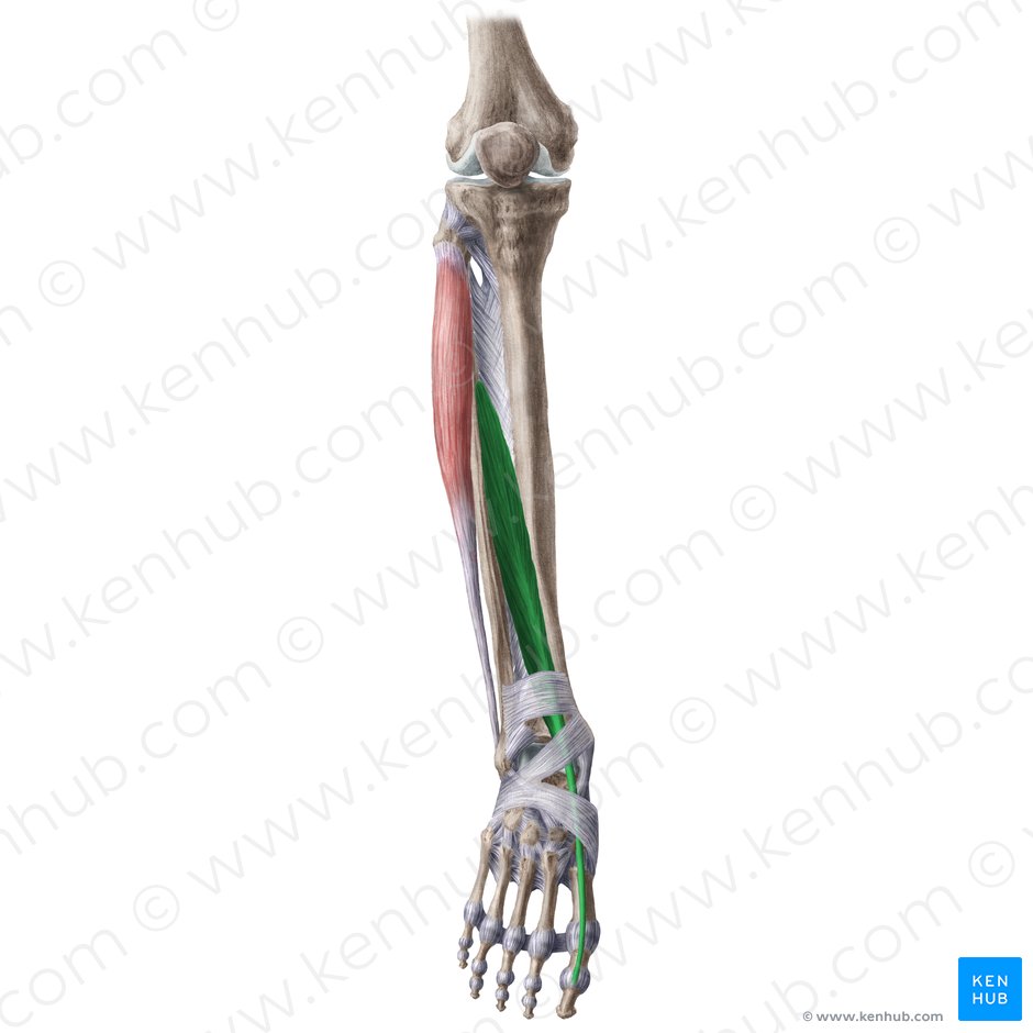 Músculo extensor largo del dedo gordo (Musculus extensor hallucis longus); Imagen: Liene Znotina