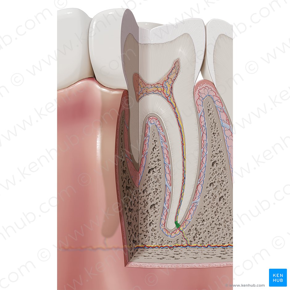 Apical foramen of tooth (Foramen apicis dentis); Image: Paul Kim