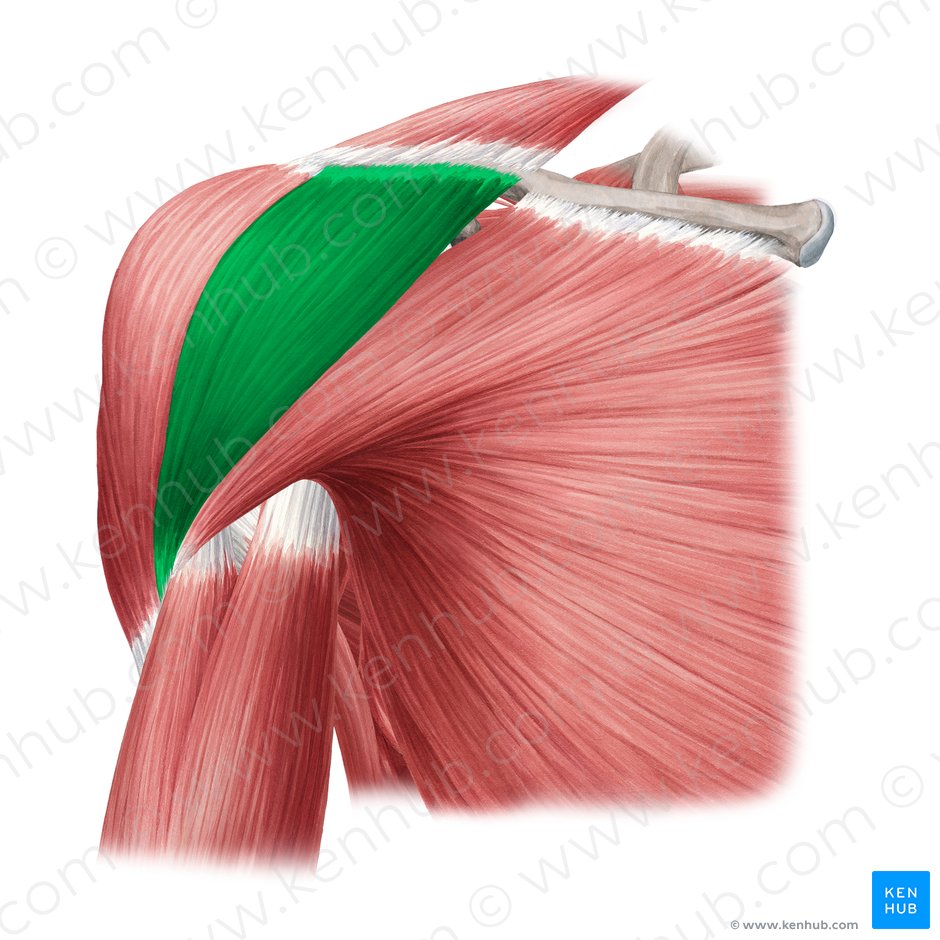 Clavicular part of deltoid muscle (Pars clavicularis musculi deltoideus); Image: Yousun Koh