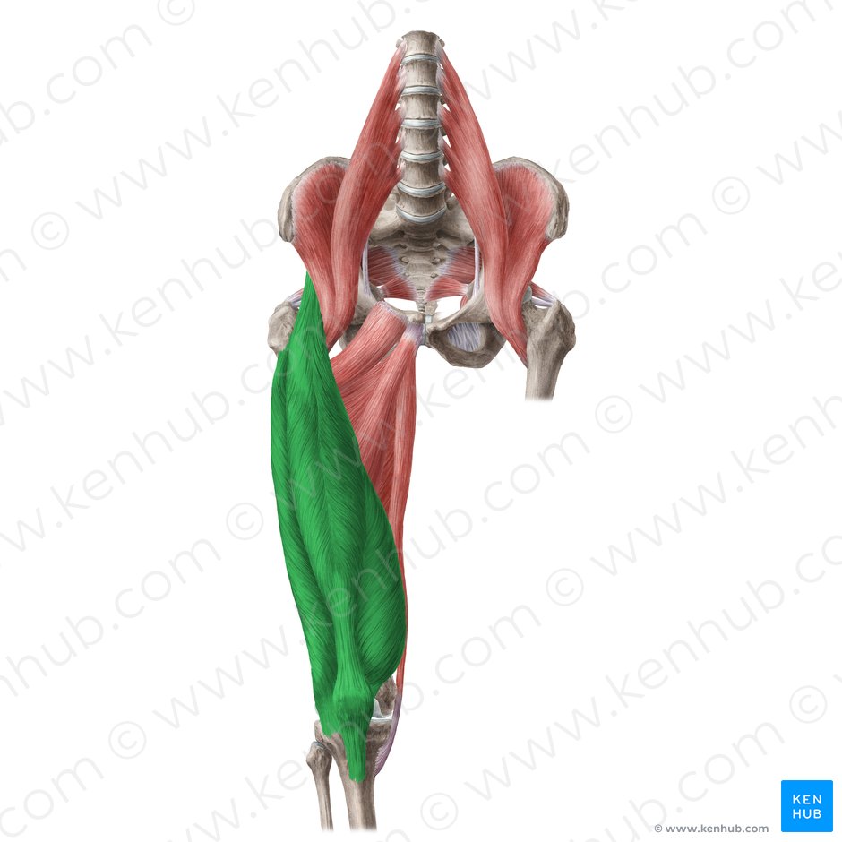 Músculo cuádriceps femoral (Musculus quadriceps femoris); Imagen: Liene Znotina