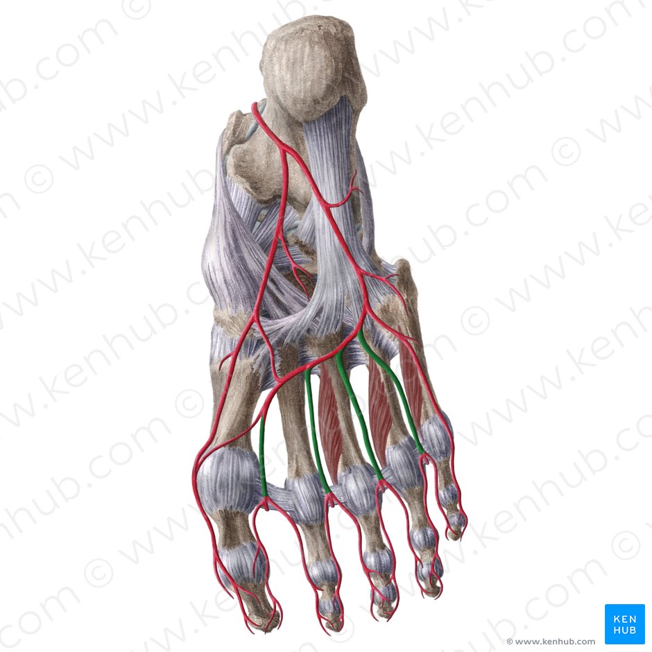 Arteriae metatarseae plantares (Fußsohlenseitige Mittelfußarterien); Bild: Liene Znotina