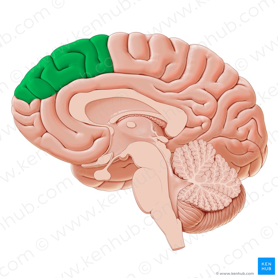 Corteza prefrontal dorsomedial (Cortex prefrontalis dorsomedialis); Imagen: Yousun Koh