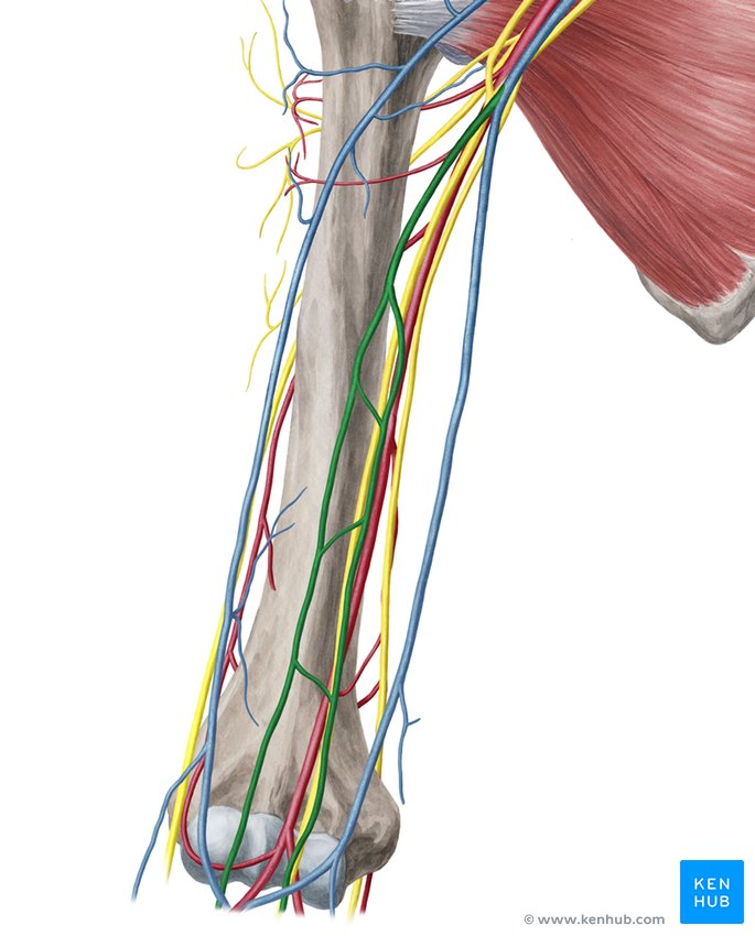 Veins of the upper limb: Anatomy | Kenhub