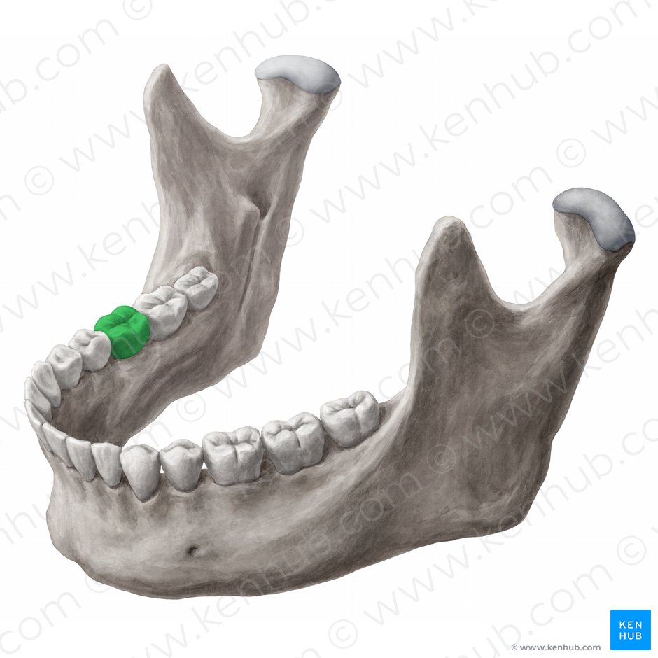 Dens molaris primus dexter mandibularis (Rechter unterer erster Molar); Bild: 