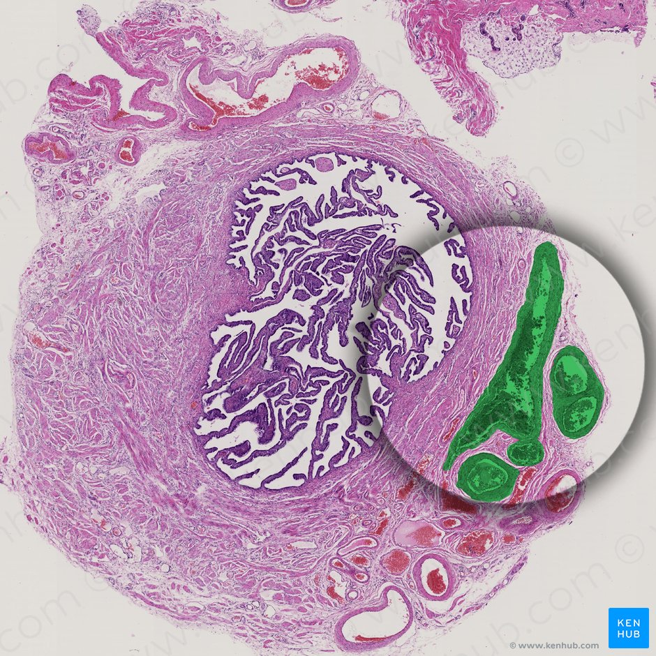Ramas de las arterias uterinas y ováricas (Rami arteriarum uterinae et ovaricae); Imagen: 
