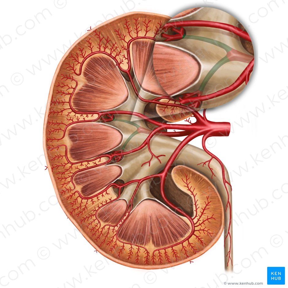 Arteria segmentaria posterior del riñón (Arteria segmenti posterioris renis); Imagen: Irina Münstermann