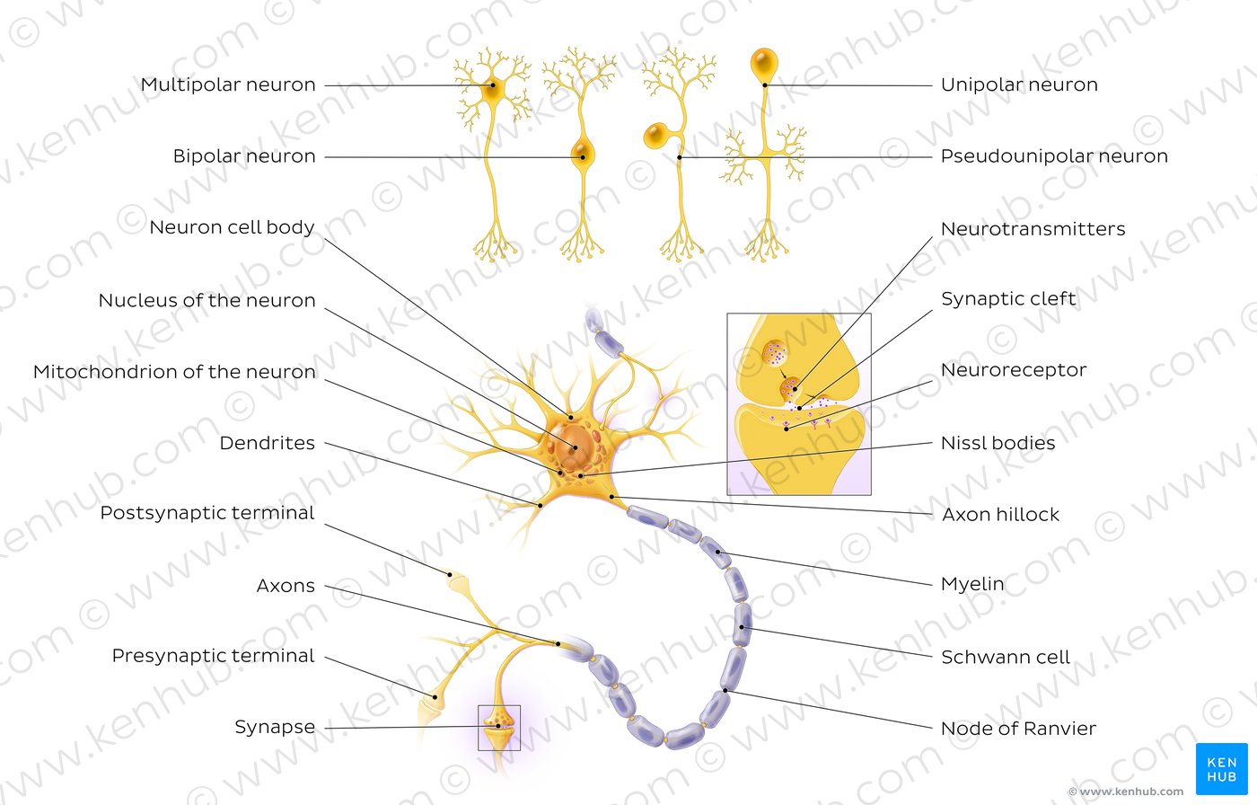 Central Nervous System Diagram : Organization Of The Nervous System / The central nervous system (cns) represents the largest part of the nervous system, including the brain and the spinal cord.