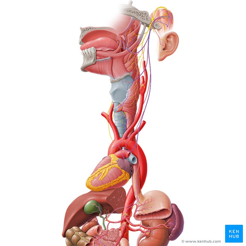 Sistemas de órganos del cuerpo humano