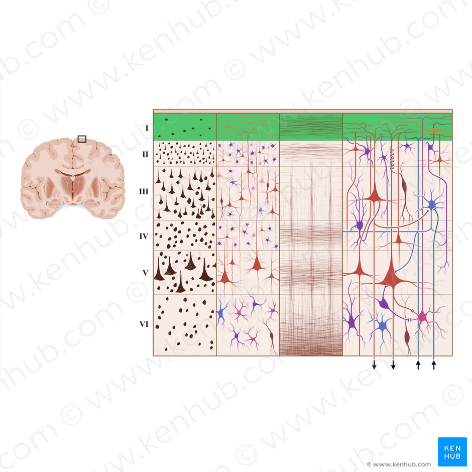 Capa molecular de la corteza cerebral (Lamina molecularis); Imagen: Paul Kim