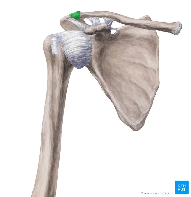 Acromioclavicular (AC) joint: Anatomy, function | Kenhub