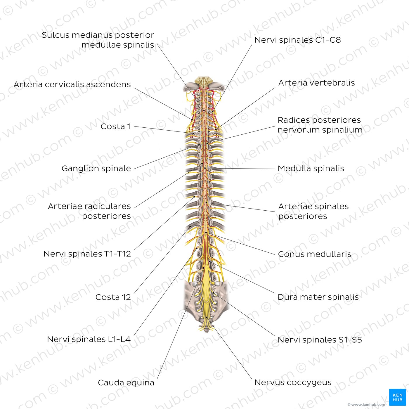 Struktur des Rückenmarks - Überblick