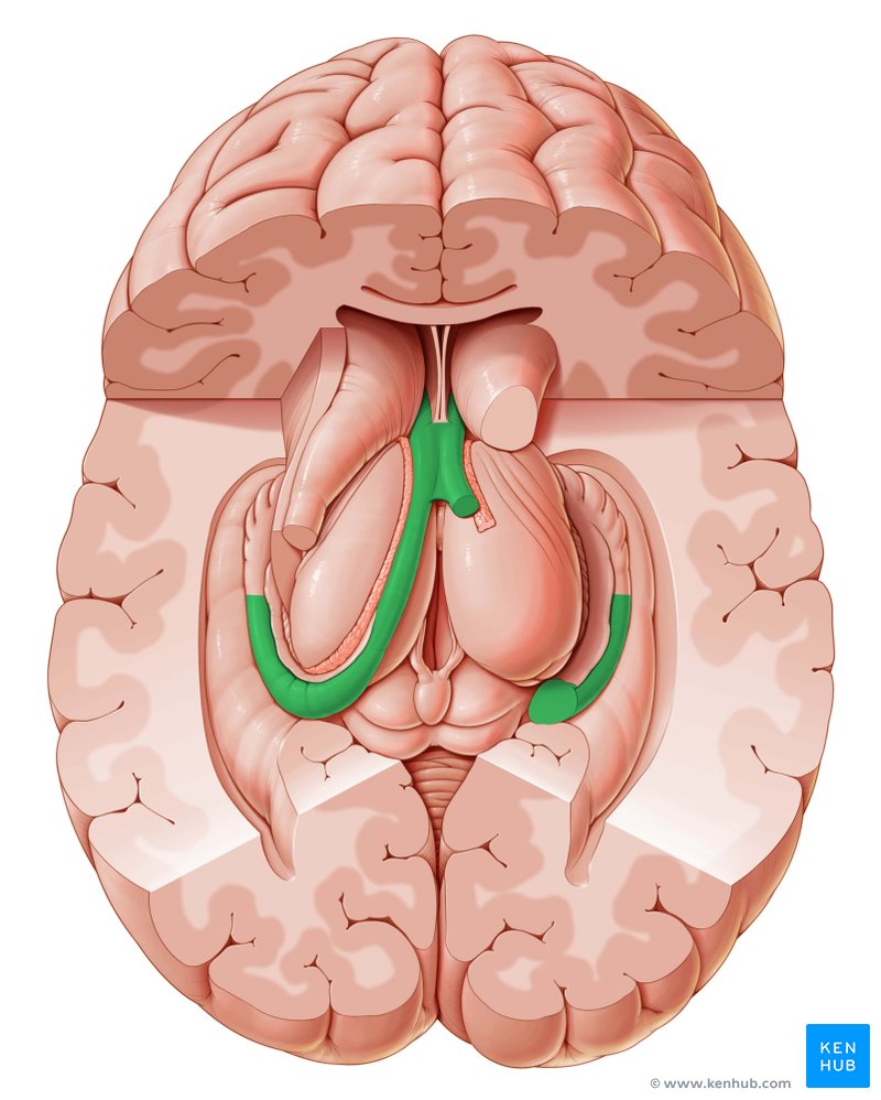 Fornix - cranial view