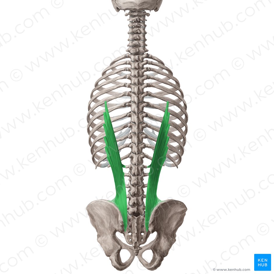 Musculus iliocostalis lumborum (Darmbein-Rippen-Muskel der Lende); Bild: Yousun Koh