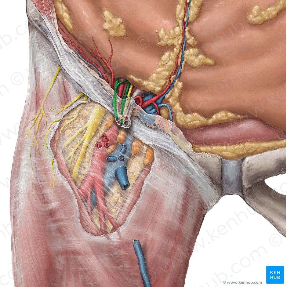 Testicular vein (Vena testicularis); Image: Hannah Ely