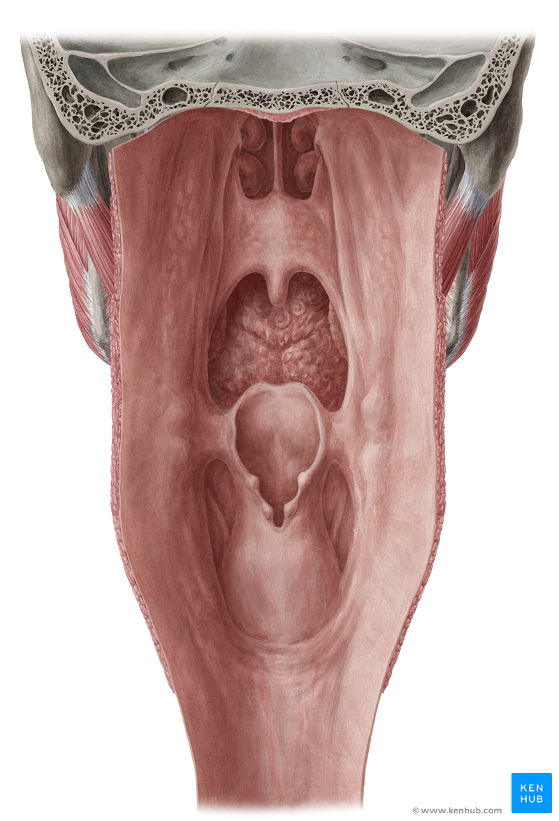 Muscles of the pharynx and their functions | Kenhub
