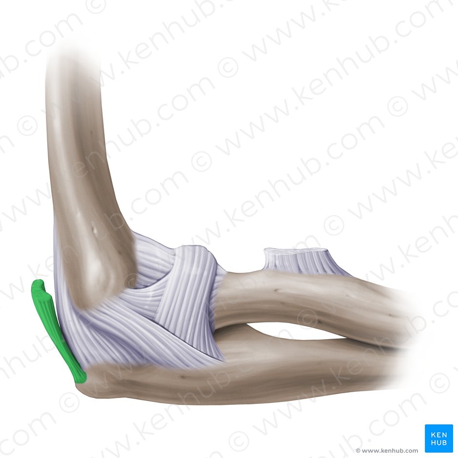 Tendón distal del músculo tríceps braquial (Tendo distalis musculi tricipitis brachii); Imagen: Paul Kim