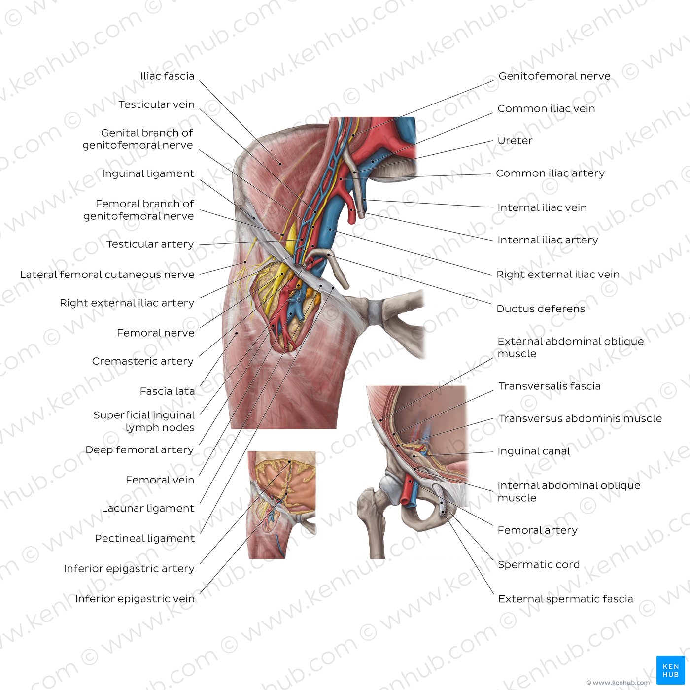 Inguinal canal: Overview