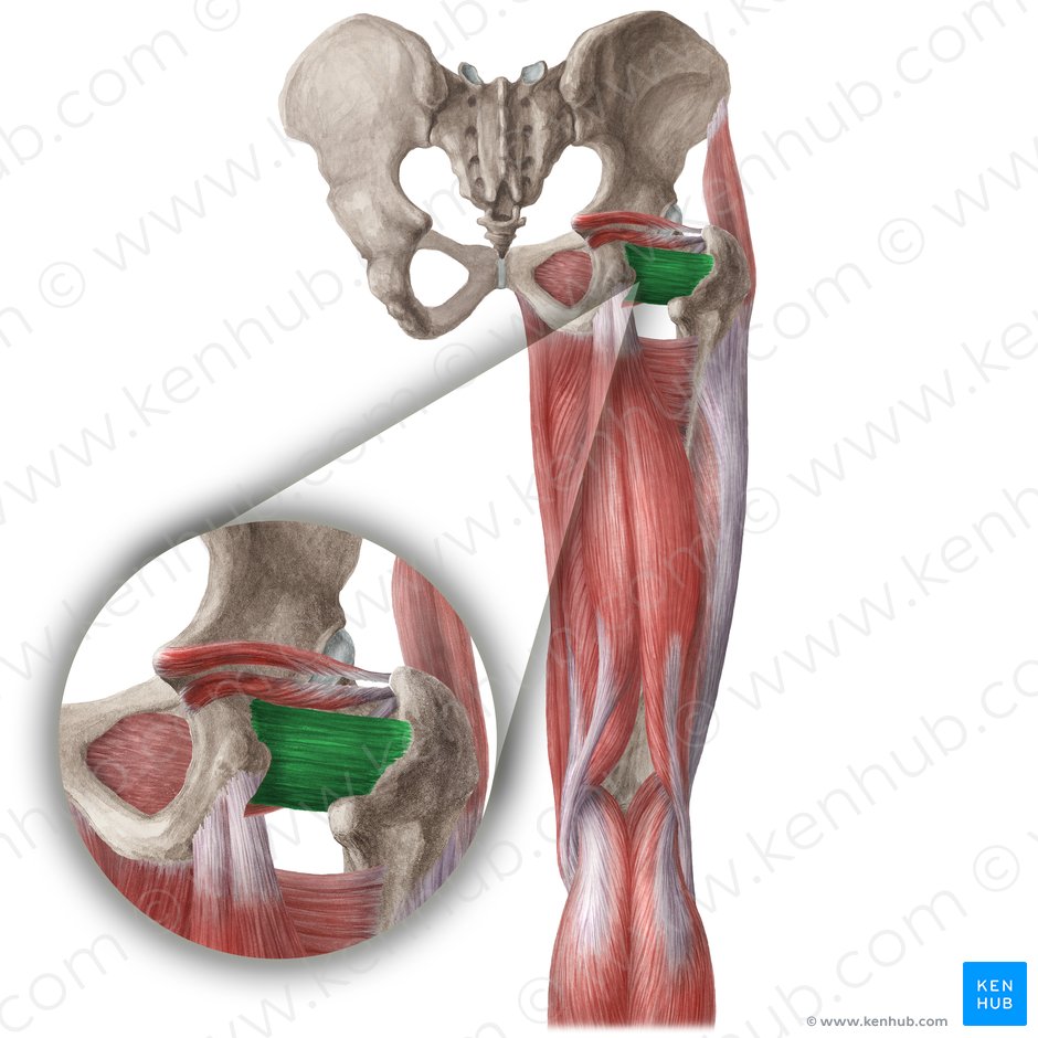 Quadratus femoris muscle (Musculus quadratus femoris); Image: Liene Znotina