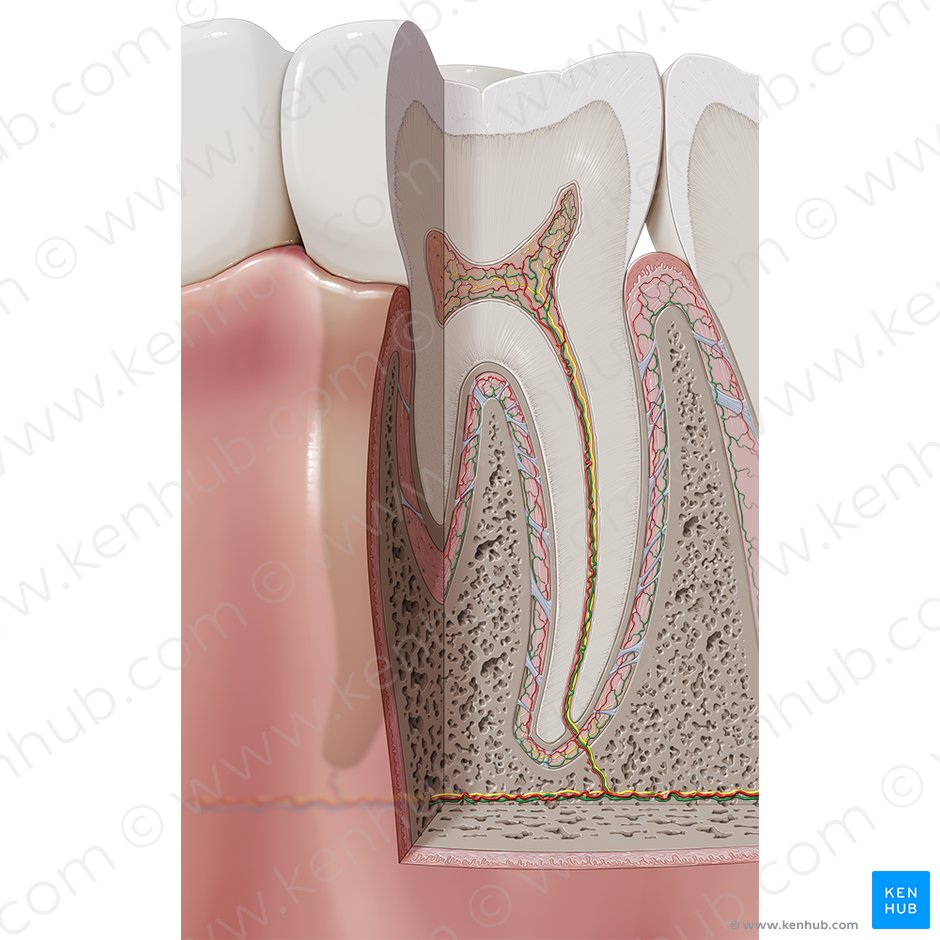 Dental veins (Venae dentales); Image: Paul Kim