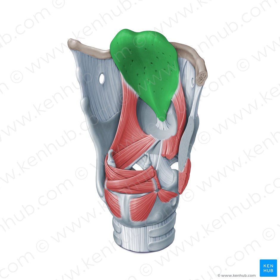 Epiglottic cartilage (Cartilago epiglottica); Image: Paul Kim