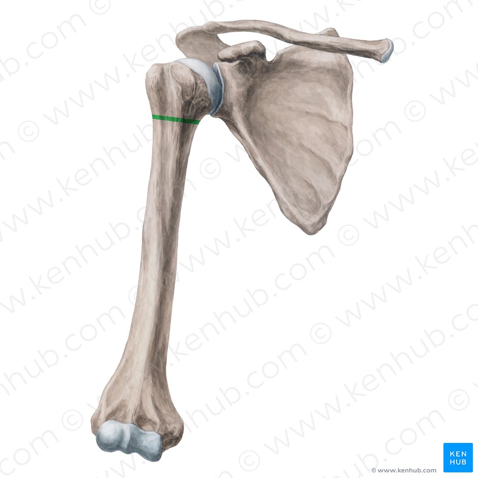 Surgical neck of humerus (Collum chirurgicum humeri); Image: Yousun Koh