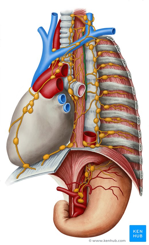 Thoracic duct: Anatomy, course and clinical significance | Kenhub